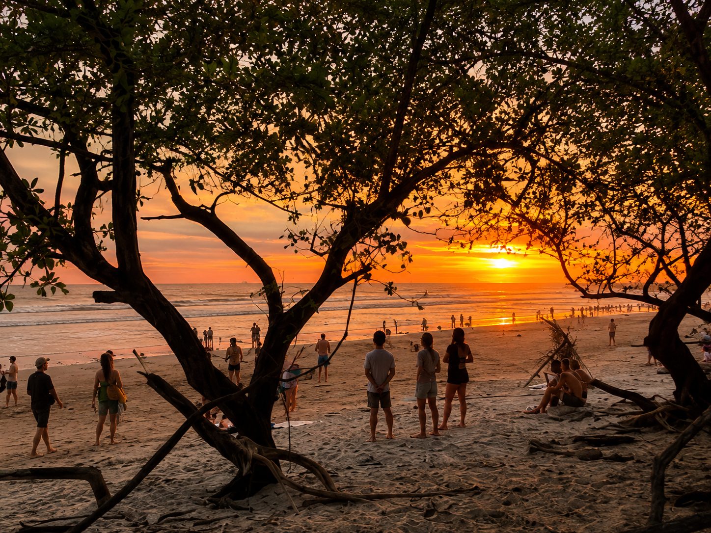 Crowd watching the sunset under the trees on the beach
